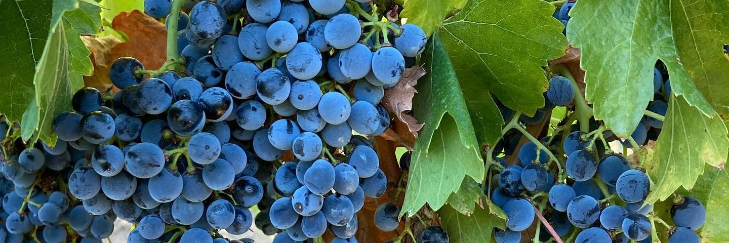 Bodega Otto Bestué banner