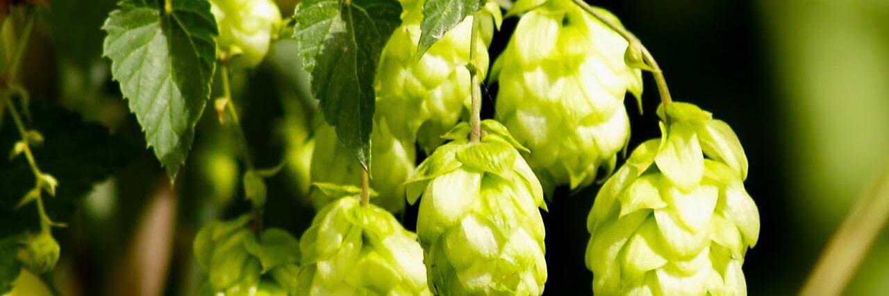 CellarBrewShop's profile banner image