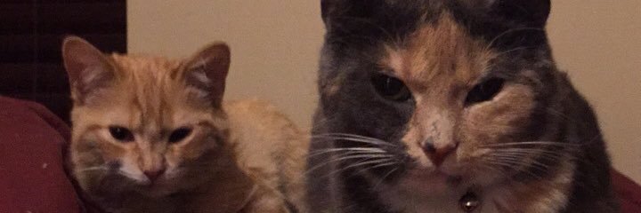 HelloBradd's profile banner image