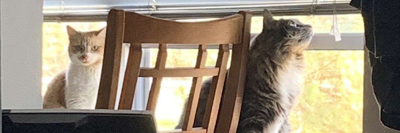 Patchyt's profile banner image