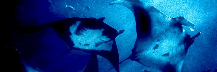 ᴠᴇɴᴜꜱ banner