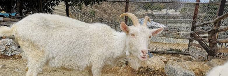 羊 banner
