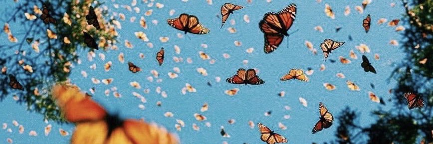 someonelikeLizz's profile banner image