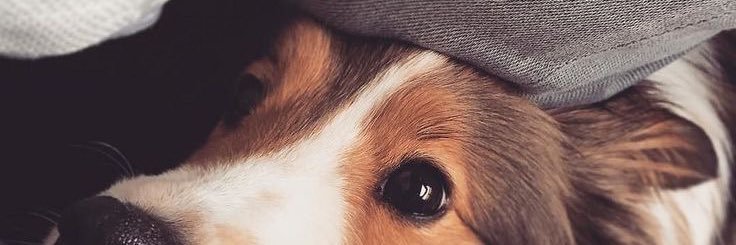 Auden 👓 banner
