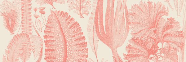 RedSea_MC Profile Banner