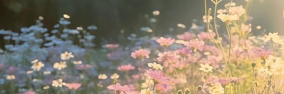 𓂃˖˳·˖ 𝑹𝑜𝑥𝑎𝑛𝑛𝑒 𓂃˖˳·˖ ( active 03 Aug ) banner