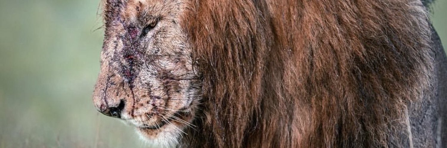 llAeon's profile banner image