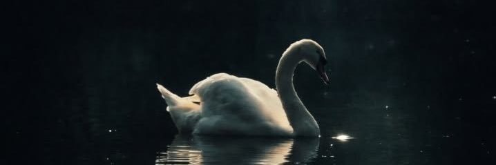 swanamtt's profile banner image