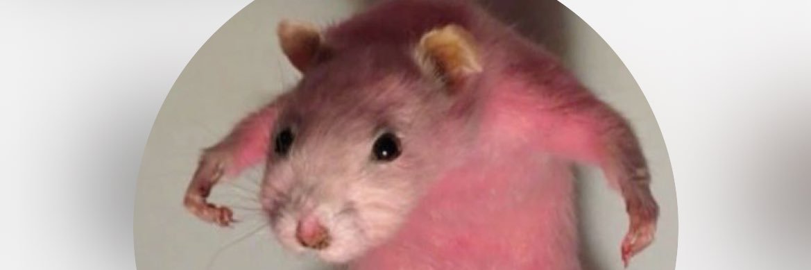 TOXIC MMA ENJOYER banner