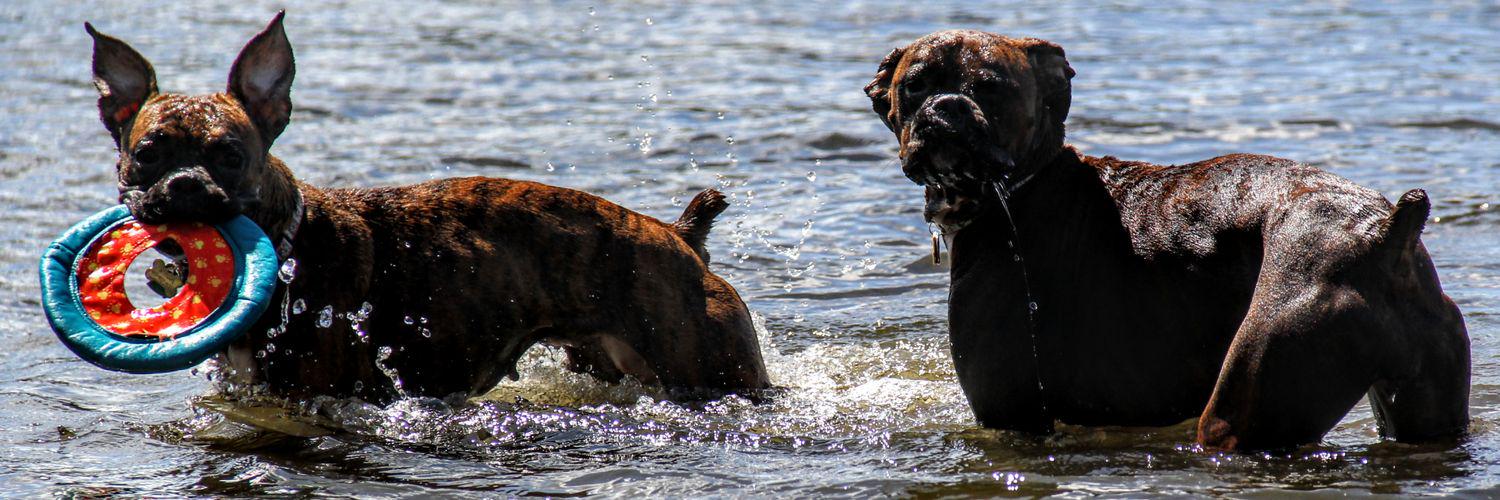 Melissa Gebler banner