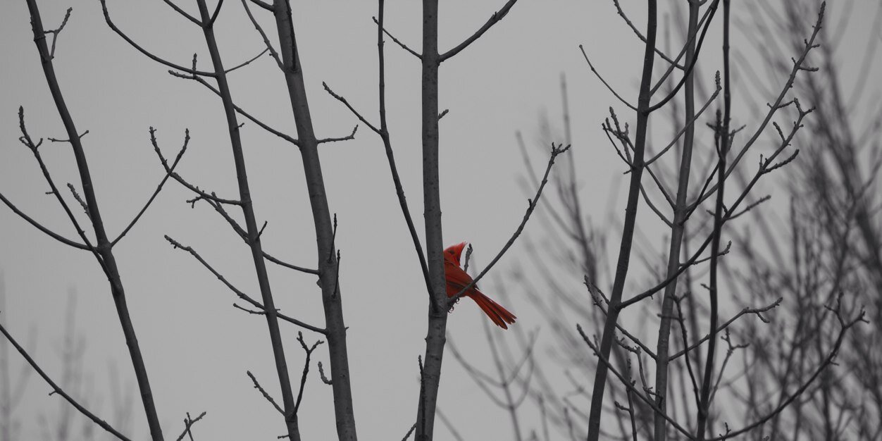 ameelmd's profile banner image