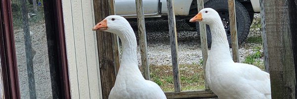 KAMP_1776 Profile Banner
