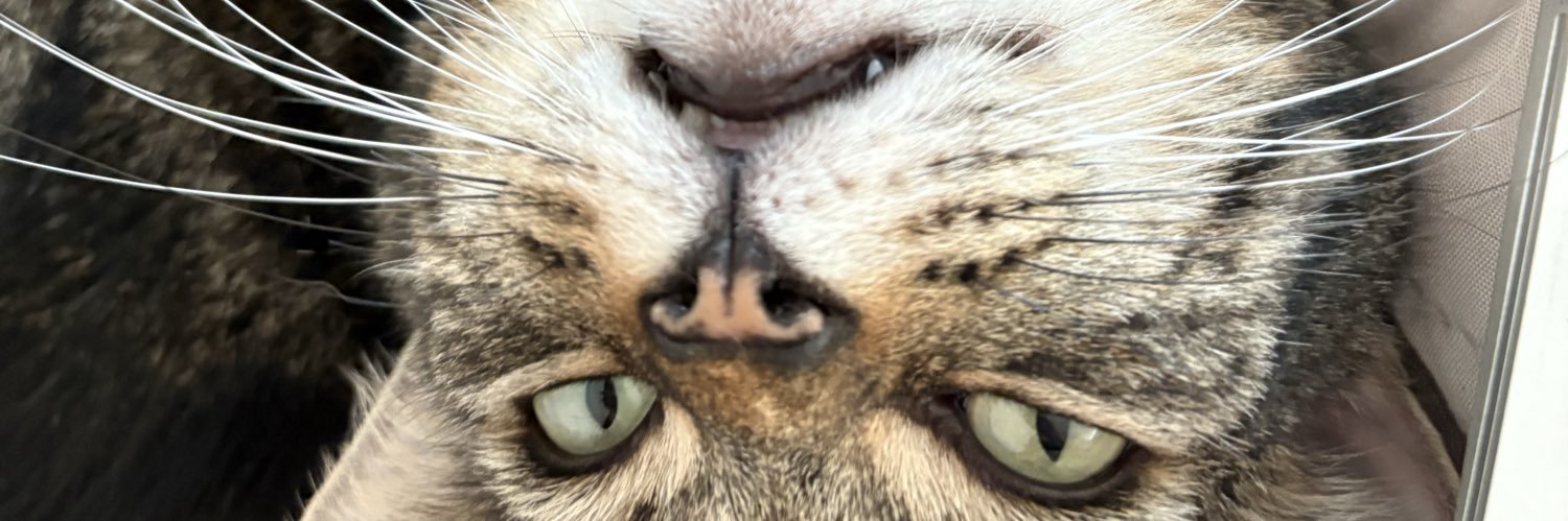 Punch Fan Account banner