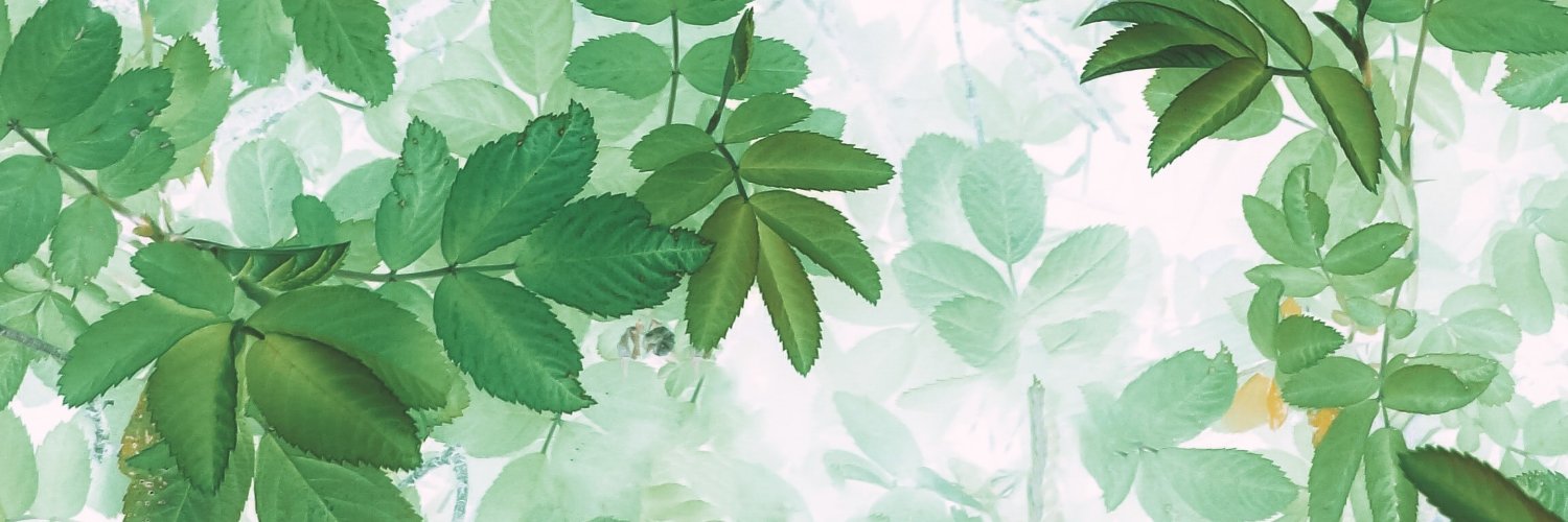 treeguysc's profile banner image