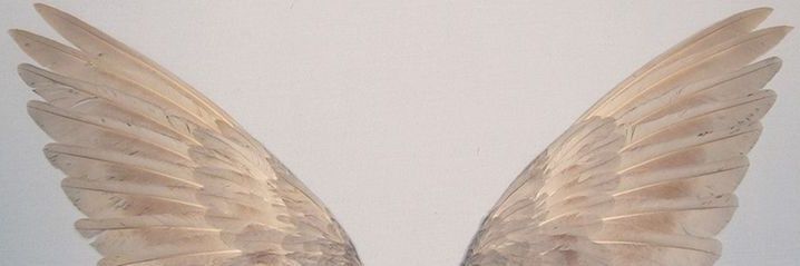 luninha ୨ᰔ୧ banner