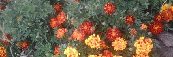 ShadiaHamad01 Profile Banner