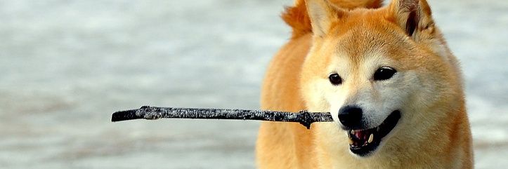 Ev1ldog's profile banner image