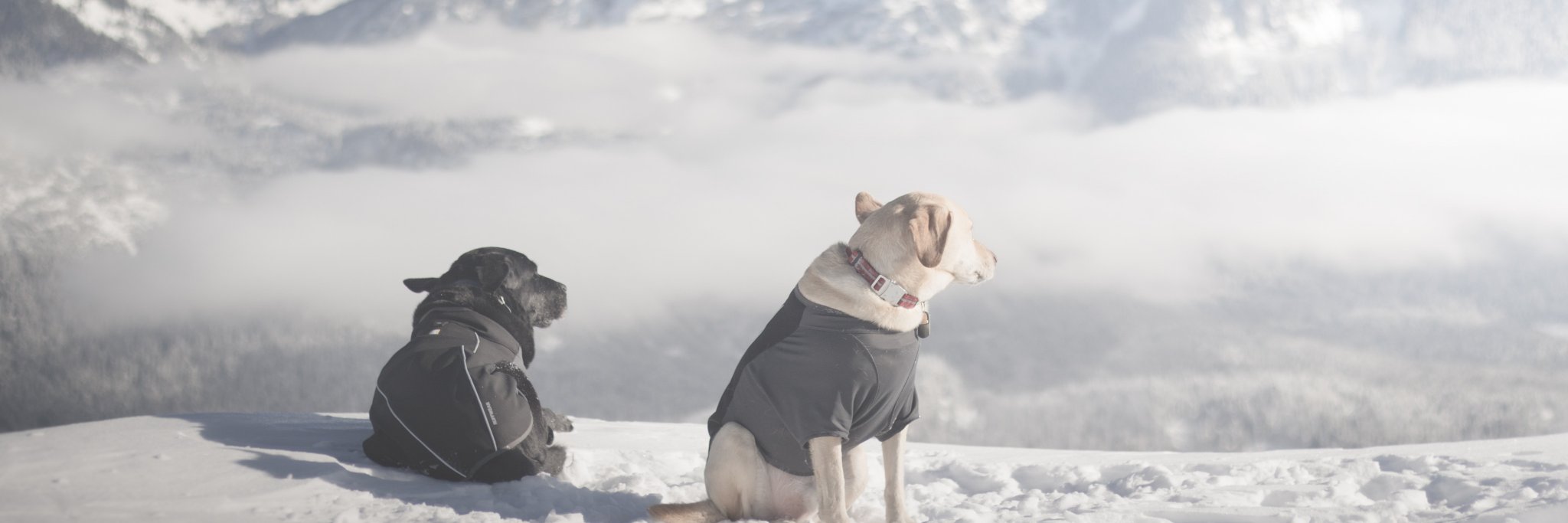dogsonhikes's profile banner image