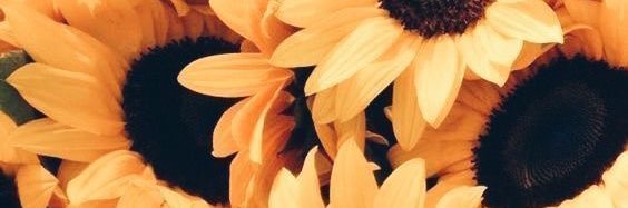 emmieanne213's profile banner image
