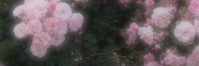 kuromidoya banner