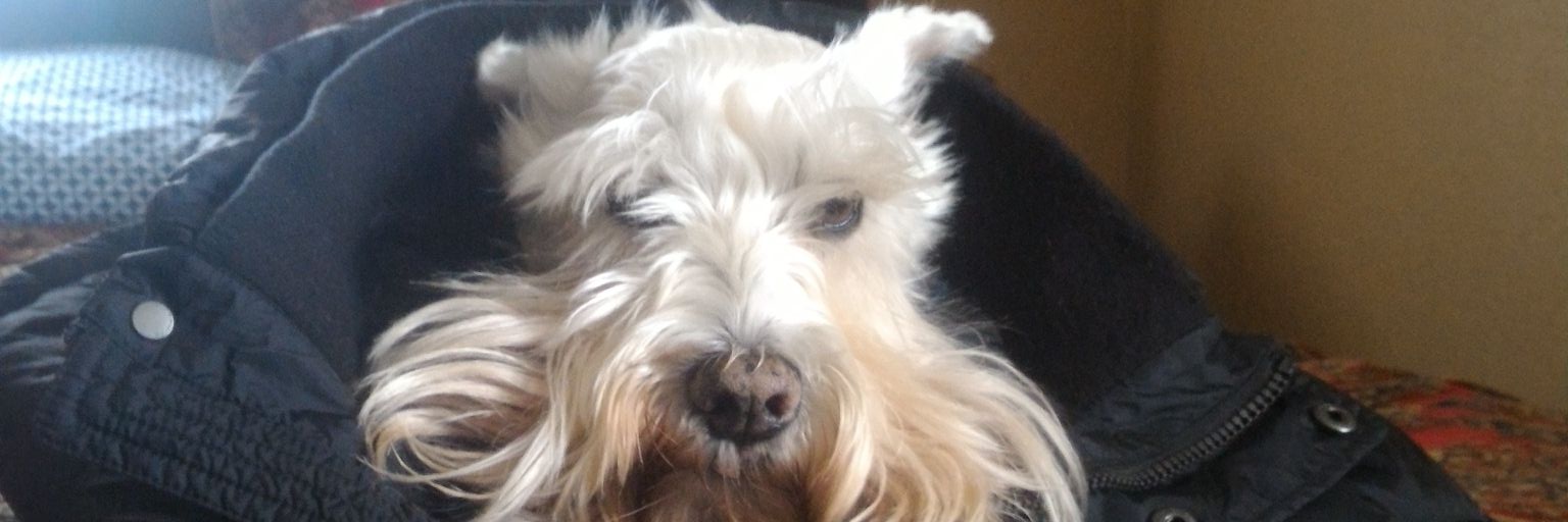 R2theFitz's profile banner image