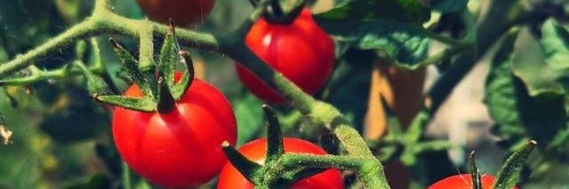 🅩︎Ⓞ︎Ⓔ︎Ⓨ︎ 🍅🎀 banner