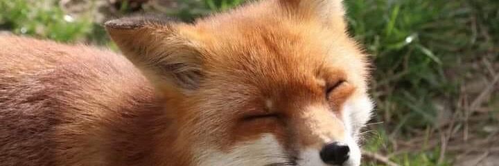 Gray Fox 🚬🦊's banner