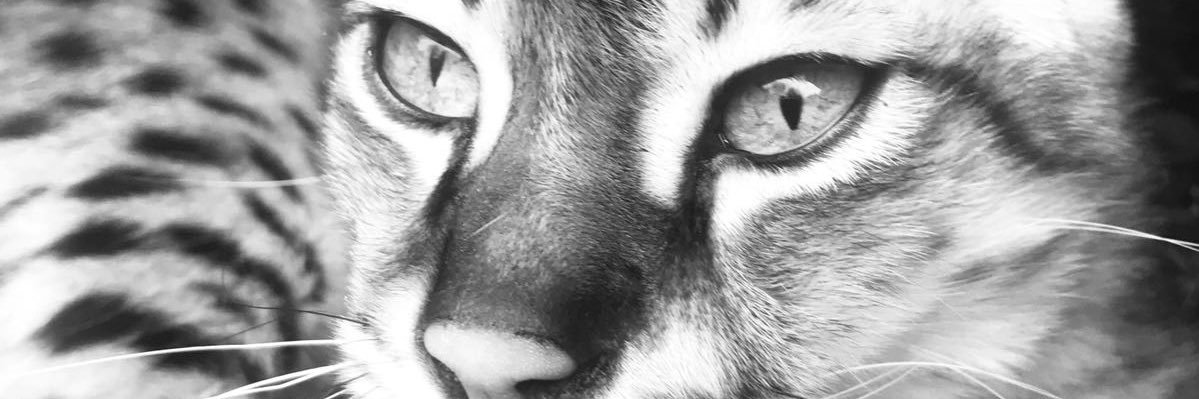 JuliaLBlyth's profile banner image