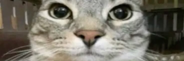 bibble banner