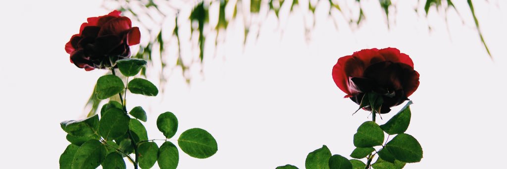 Lexi_b's profile banner image