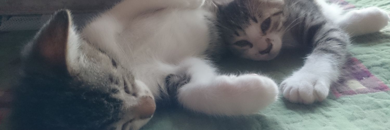 Qtsunhe's profile banner image