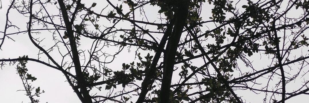 nonoonoonon's profile banner image