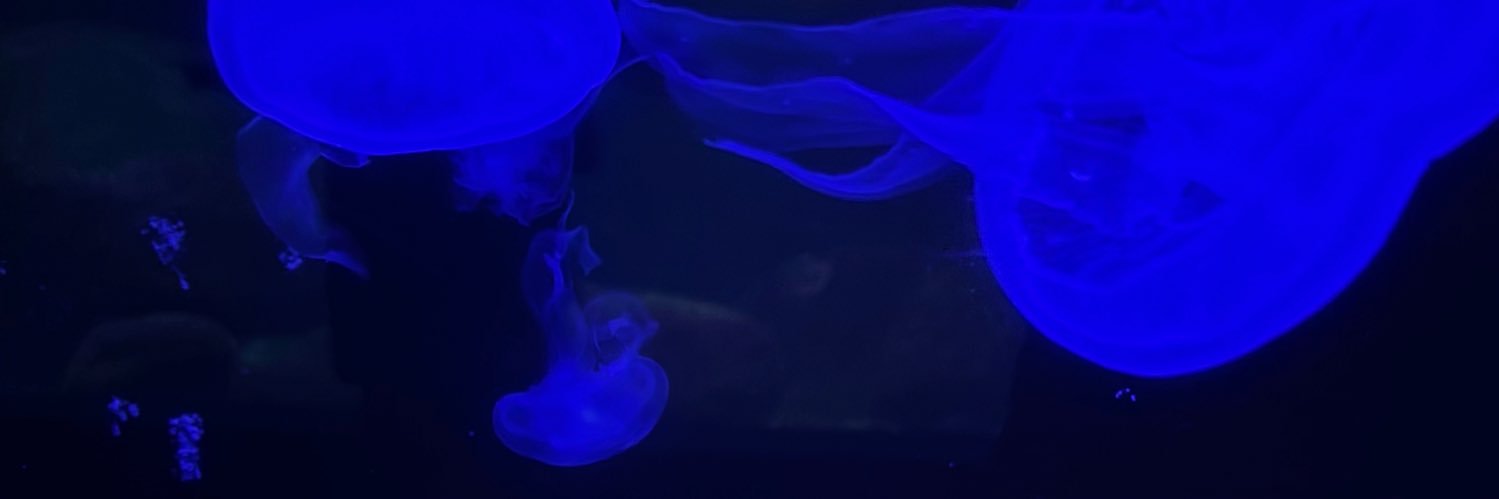 mäël* banner