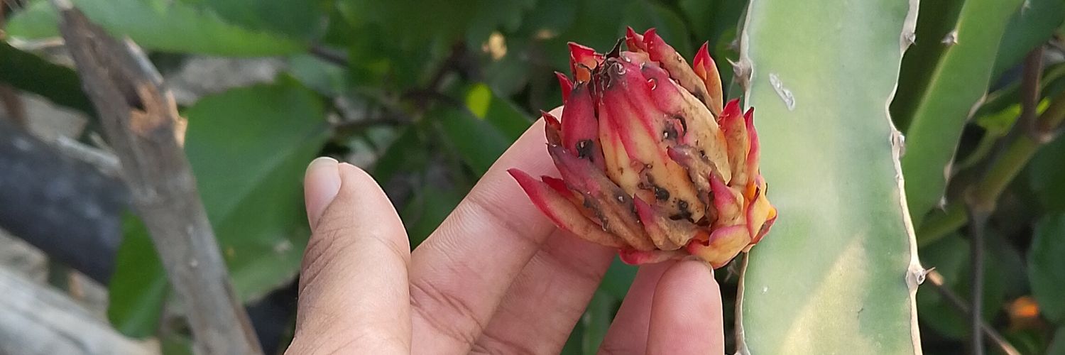 ♕ 𝐿☯𝓃𝑒β𝔱𝐂 ♪👻 banner