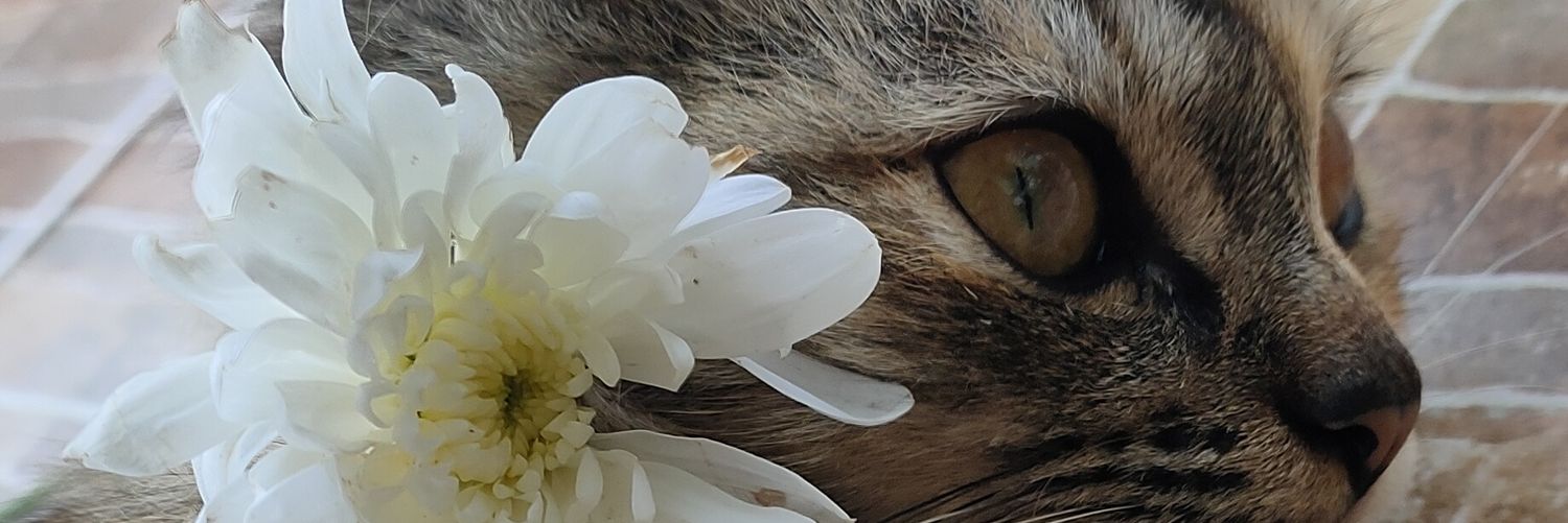 daamel's profile banner image