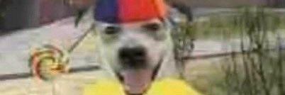 meooww meoowwwwww banner