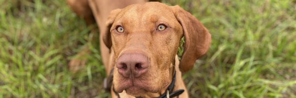 hornemuppet Profile Banner