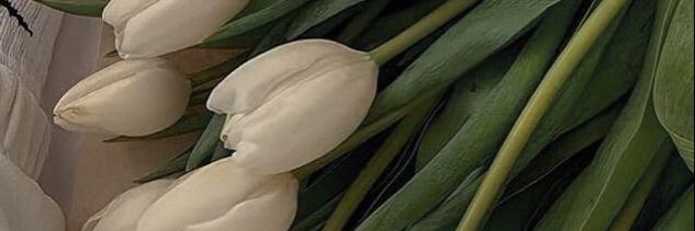 nina banner