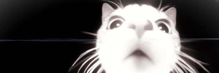 ✧𝔸𝕊ℍ✧ banner