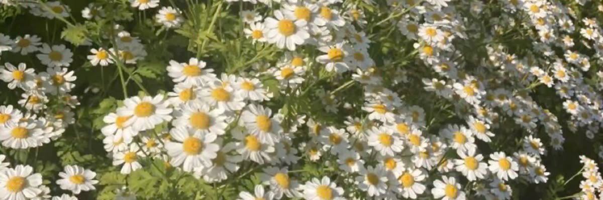 DaisyAutorka's profile banner image