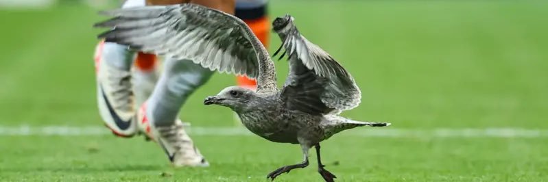 TannadiceGull's profile banner image