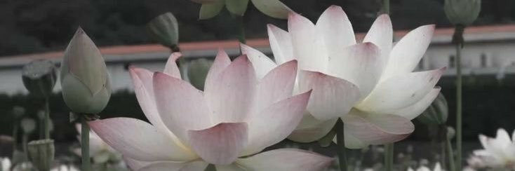 vxnvo's profile banner image