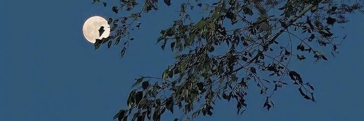 Vashoel7's profile banner image