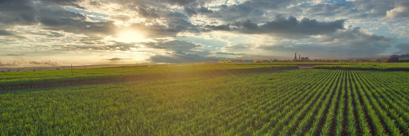 Florida Sugarcane Farmers's banner