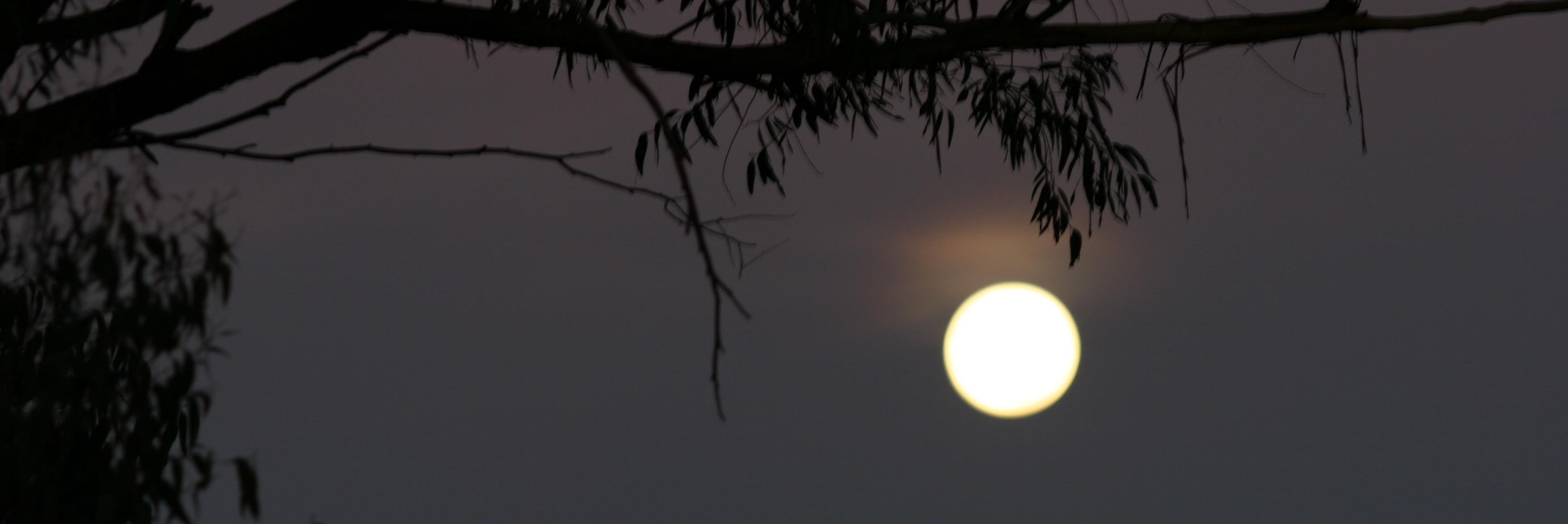 craig williams banner