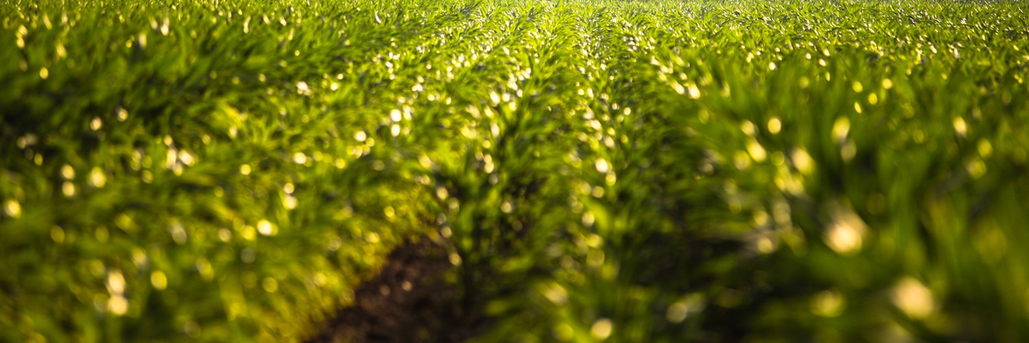UC Davis WIFSS banner