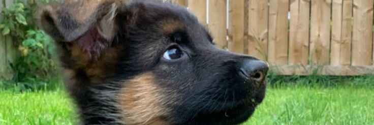 violetmurray09's profile banner image