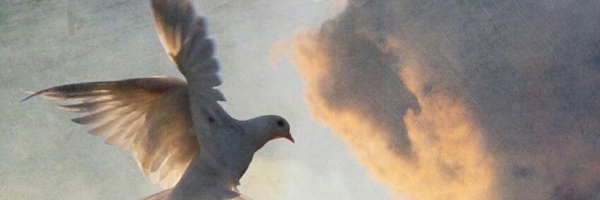 Gabriel Eden 🤍🕊️ banner