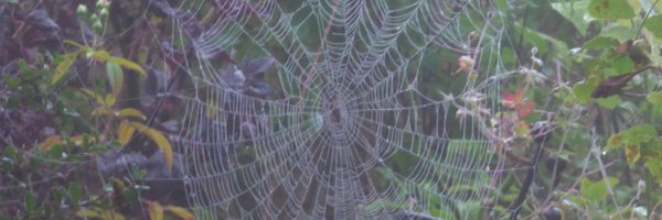 paddysaurus Profile Banner