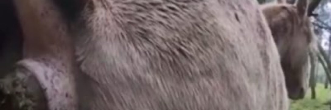 zoopoopinglove's profile banner image